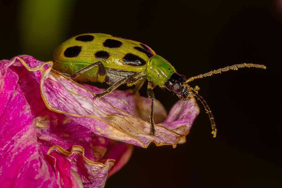 A close up horizontal image of a yellow and black spotted cucumber beetle on a pink flower, pictured on a dark background.