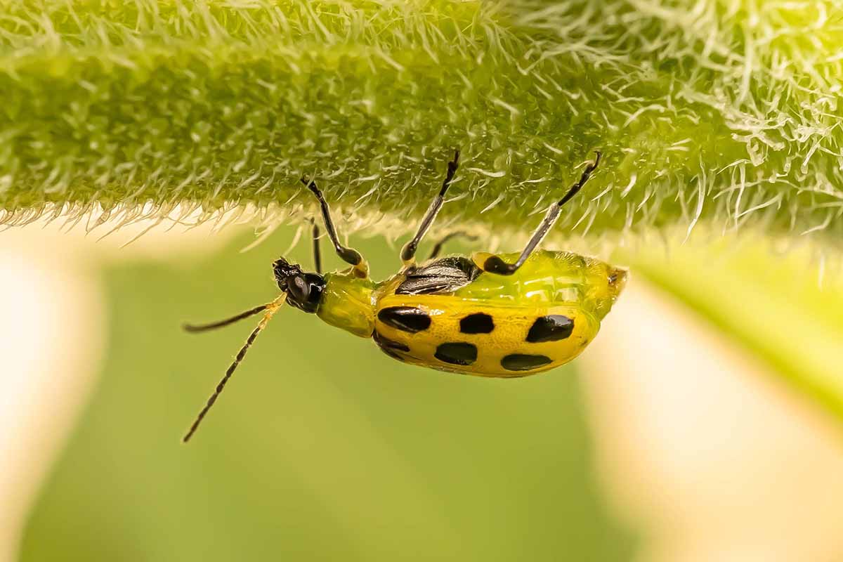 A close up horizontal image of a cucumber beetle upside down on a branch, pictured on a soft focus background.
