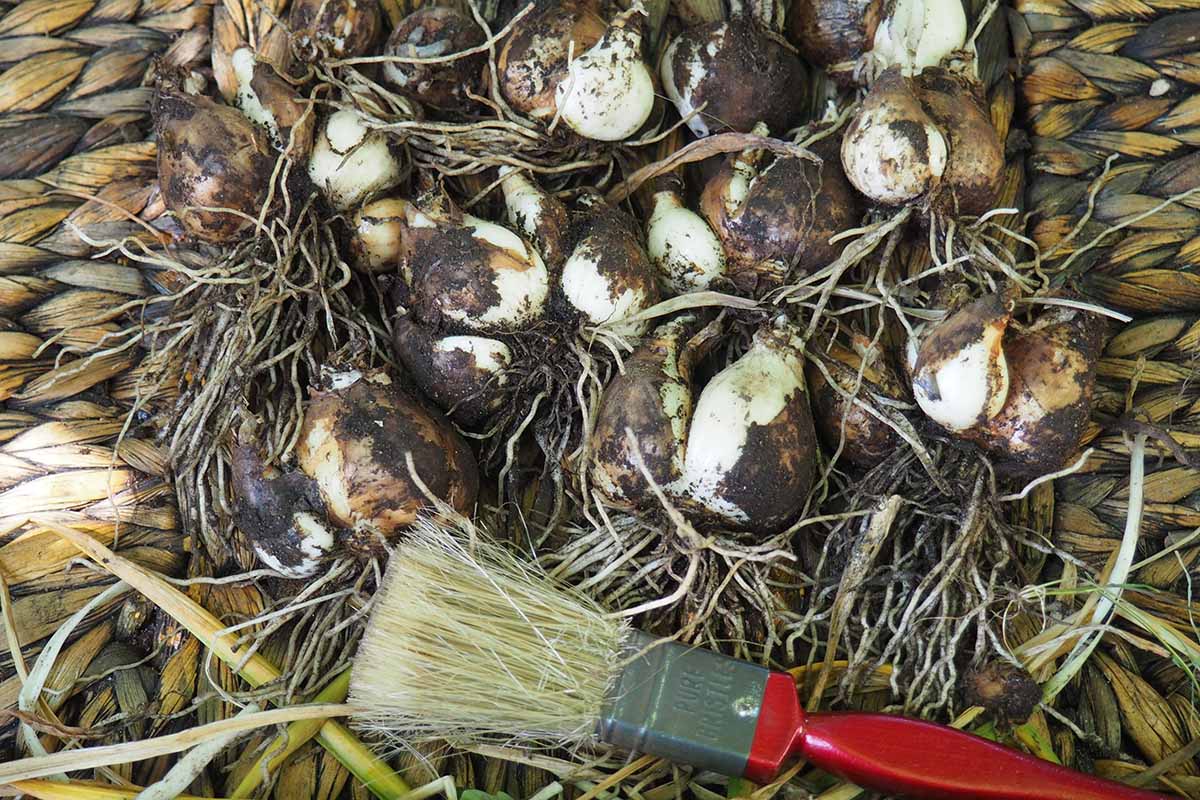 A close up horizontal image of daffodil bulbs dug up and set on a wicker basket.