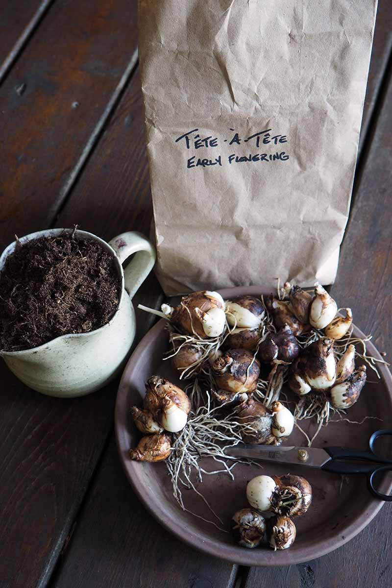 A close up vertical image of daffodil bulbs on a brown plate with a jug of soil and a paper bag set on a wooden surface.