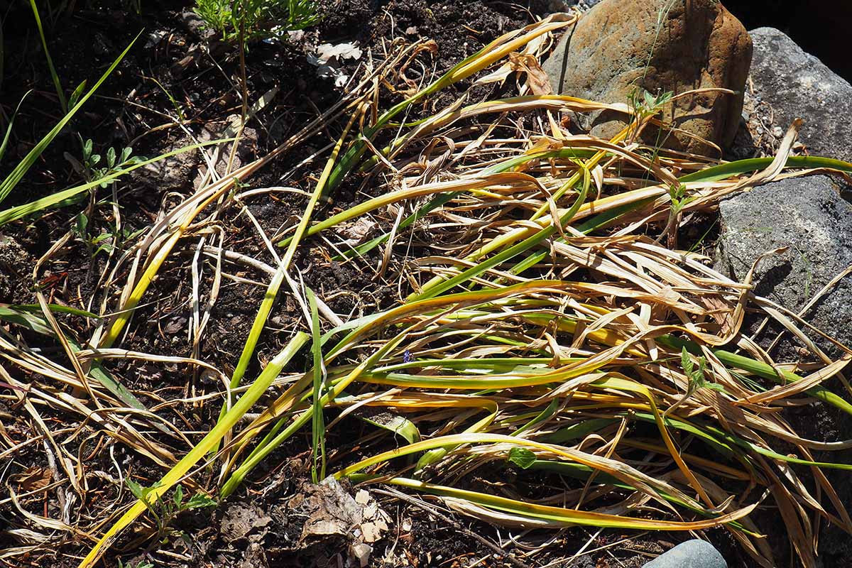A close up horizontal image of daffodil foliage that has died back after flowering.