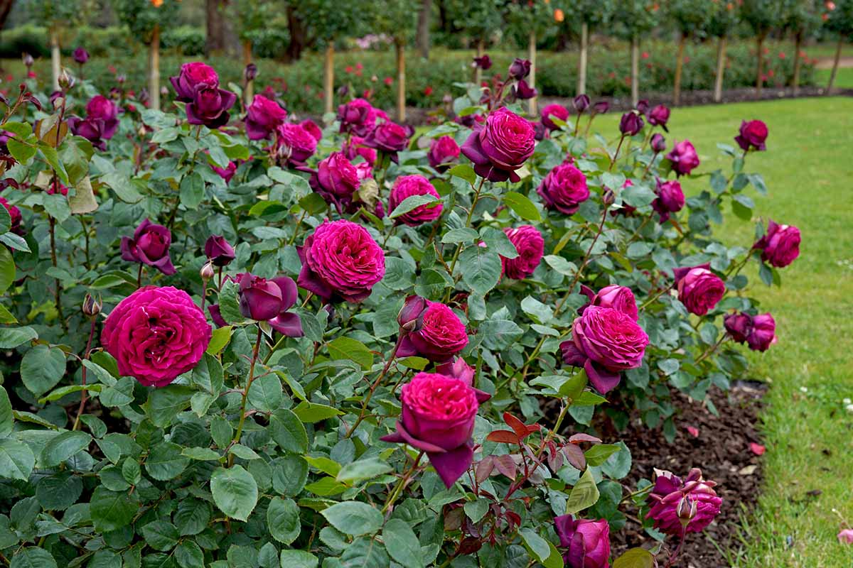A horizontal image of a border planted with 'Dark Desire' roses.