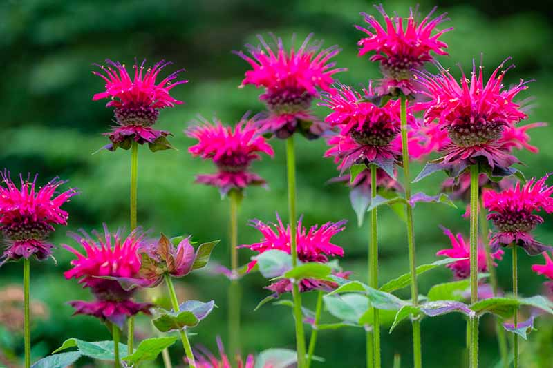 A close up of vivid pink bee balm flowers, the vibrant colors of the petals contrasting with the green stems on a soft focus green background.