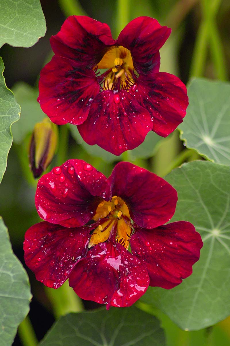 A vertical close up picture of a dark red Tropaeolum flower surrounded by green foliage on a soft focus background.