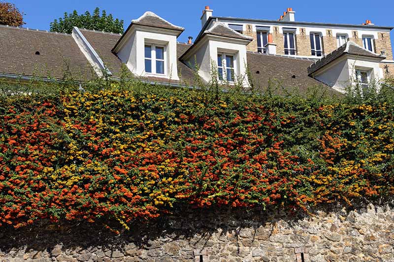 A hedge of pyracantha outside a home makes an impenetrable barrier.