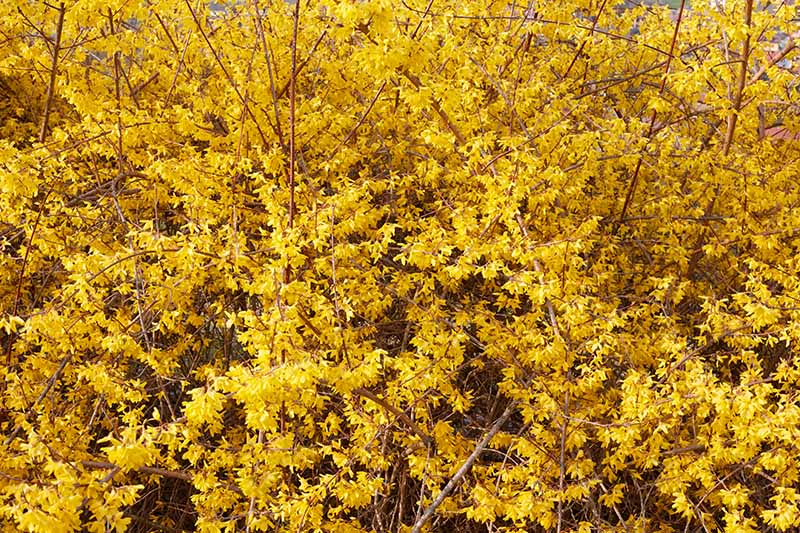 A close up horizontal image of the bright yellow blooms of a flowering shrub in the spring garden.