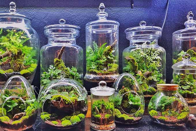 Transform a living space with the addition of a small indoor garden in the form of a terrarium | GardenersPath.com