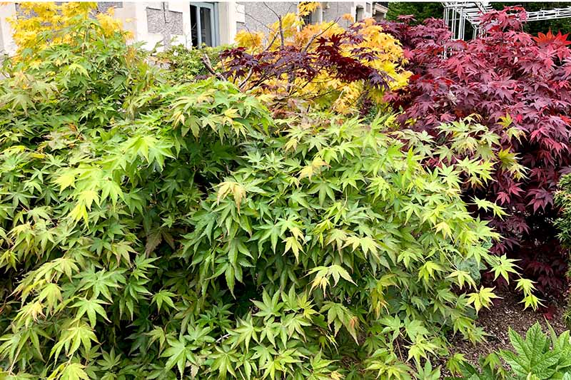 A close up horizontal image of different varieties of Japanese maple trees growing in the garden.