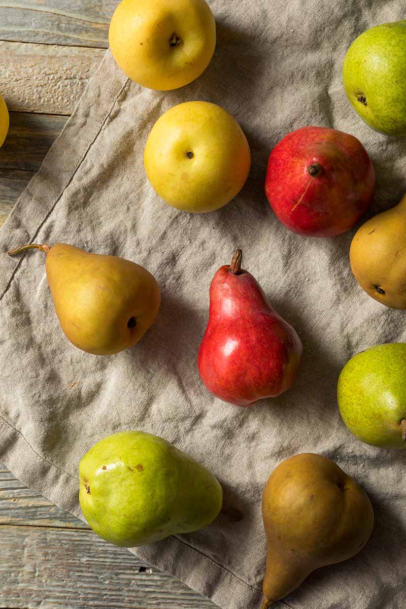 A close up vertical image of different types of pears set on a cloth on a wooden surface.