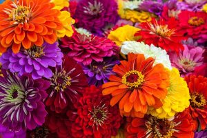 A close up horizontal image of brightly colored zinnia flowers in a bouquet.