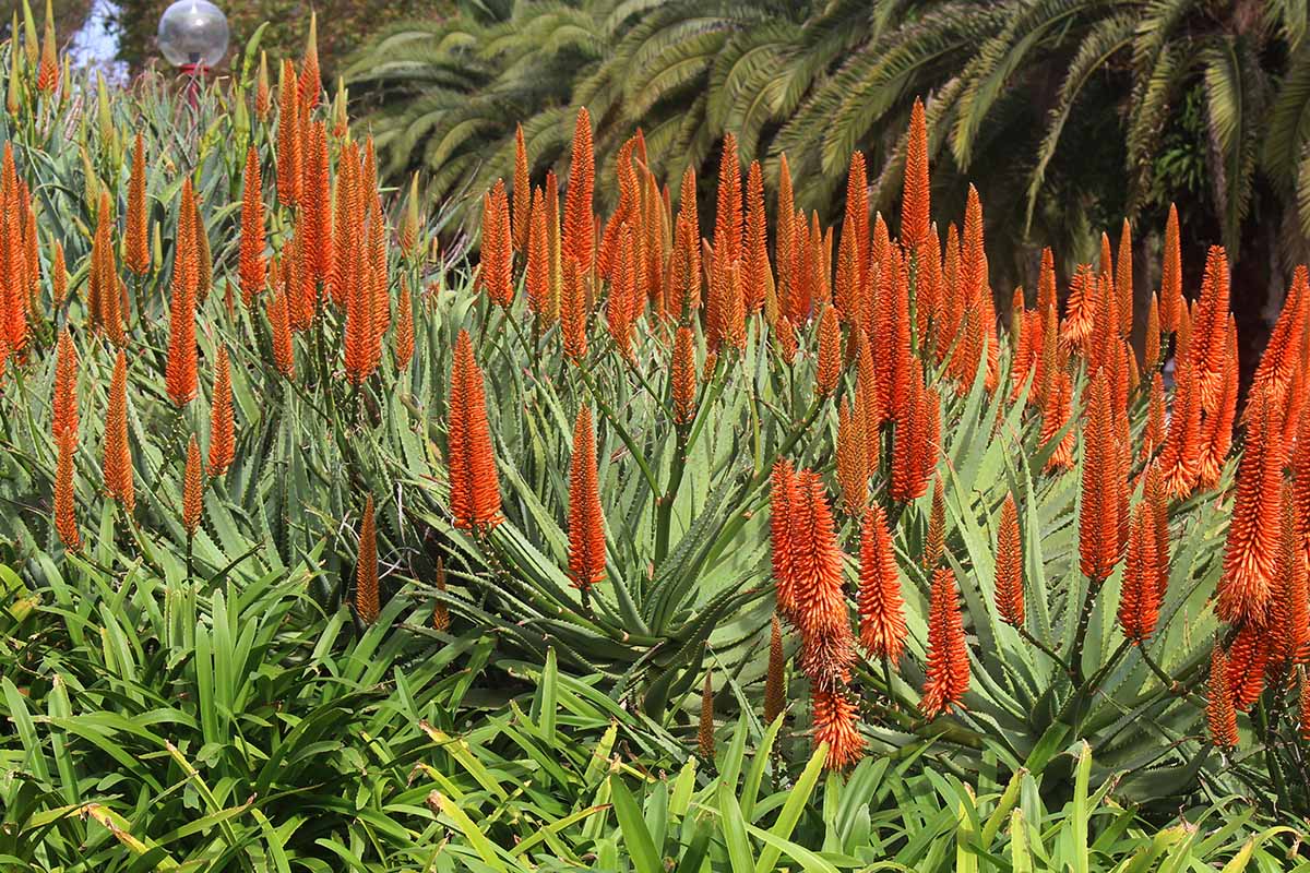 A horizontal image of succulent aloe plants in full bloom against a backdrop of palm trees.