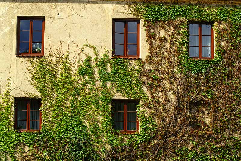 A close up horizontal image of the outside of a residence covered in large ornamental vines.