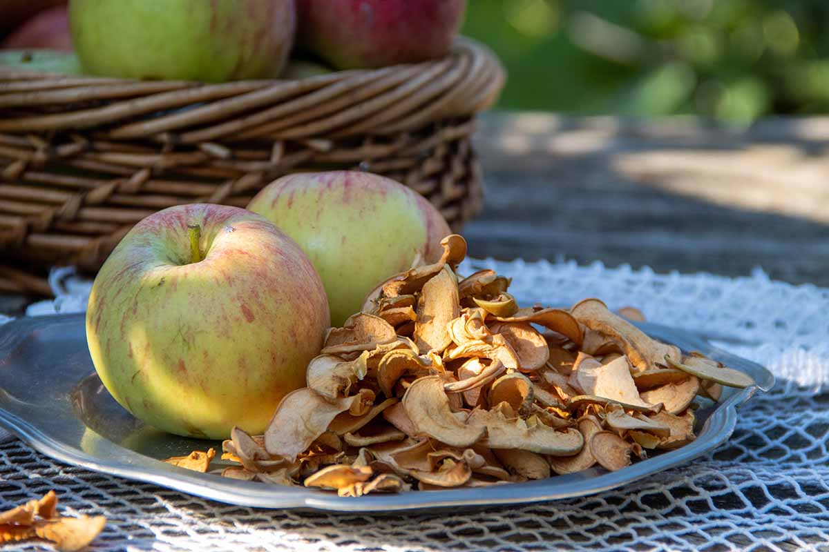 A close up horizontal image of two fresh apples on a plate with dried apple chips, set on a table outside.