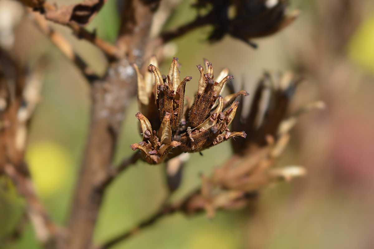A close up horizontal image of the dried seed heads on an Oenothera plant, pictured on a soft focus background.