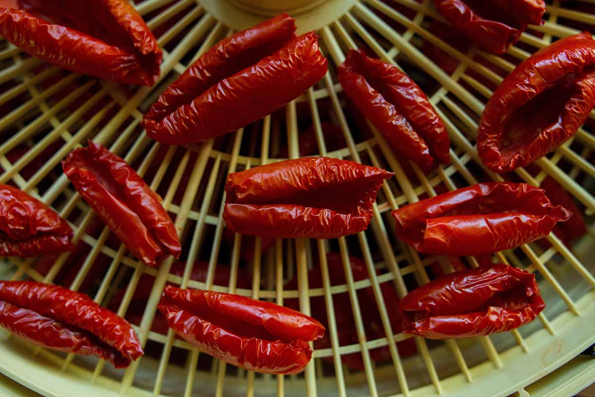 A close up horizontal image of tomatoes in an electric dehydrator.