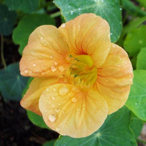 A close up of the light orange flower of the dwarf 'Apricot' nasturtium cultivar, with light droplets of water on the petals and foliage in soft focus in the background.