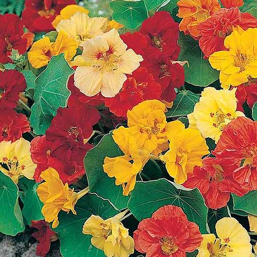 A close up of the flowers of the dwarf 'Jewel' nasturtium variety. Yellow, red, and orange flowers are surrounded by blue-green foliage.
