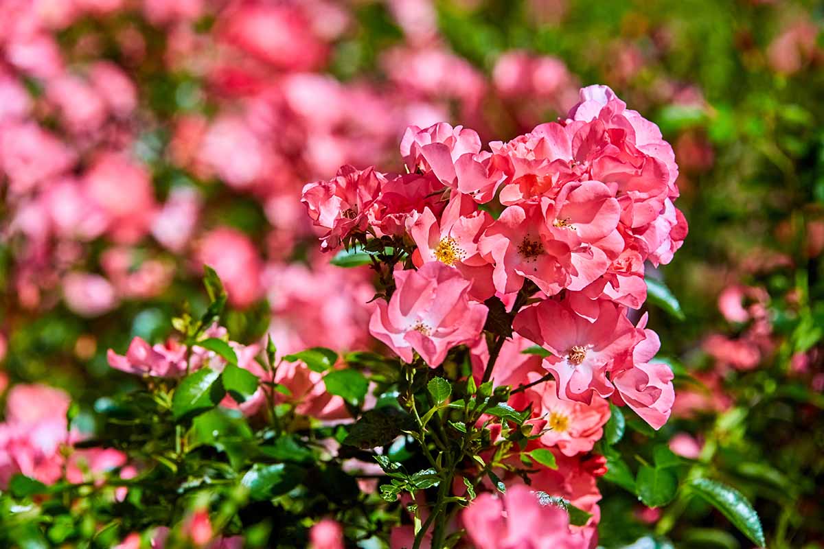 A close up horizontal image of Easy Elegance flowers growing in the garden pictured in bright sunshine.