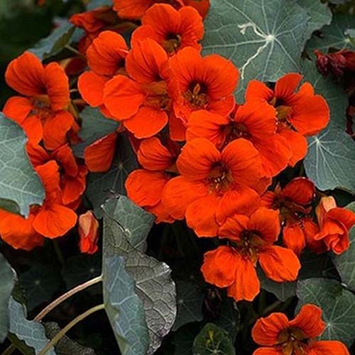 A close up of the bright red flowers of Tropaeolum 'Empress of India,' surrounded by dark green foliage.