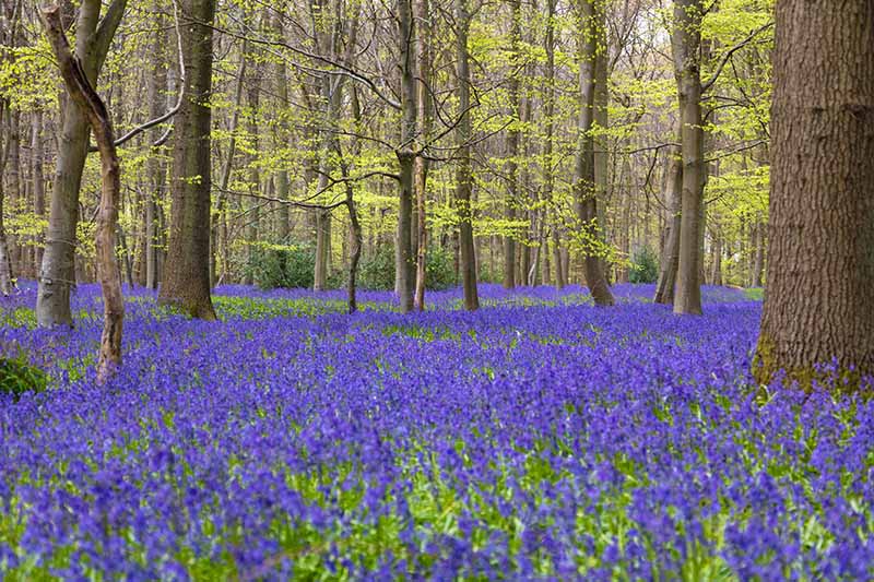 A horizontal image of an English woodland in spring with a carpet of bluebells under the trees.