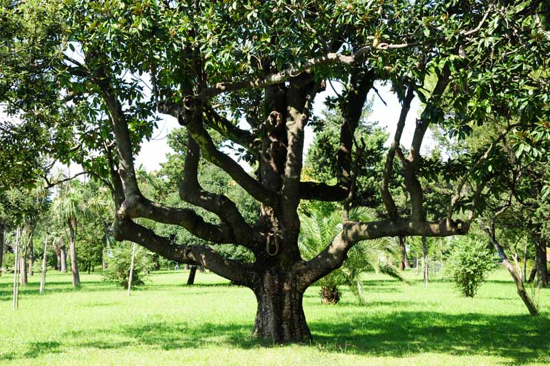 Large, mature Magnolia grandiflora (Southern magnolia) tree in a landscaped yard.