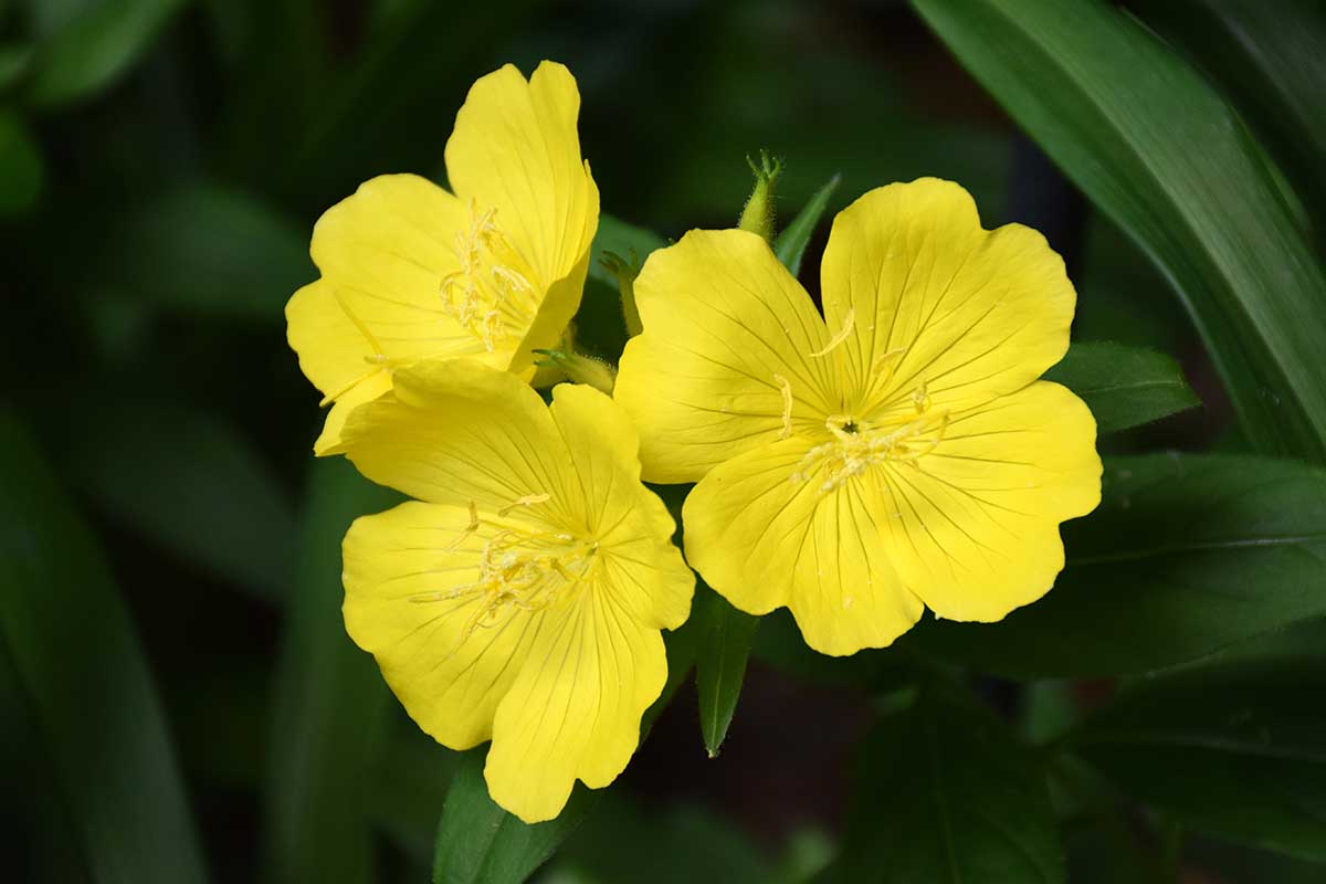 A close up horizontal image of three yellow Oenothera (evening primrose) pictured on a dark background.