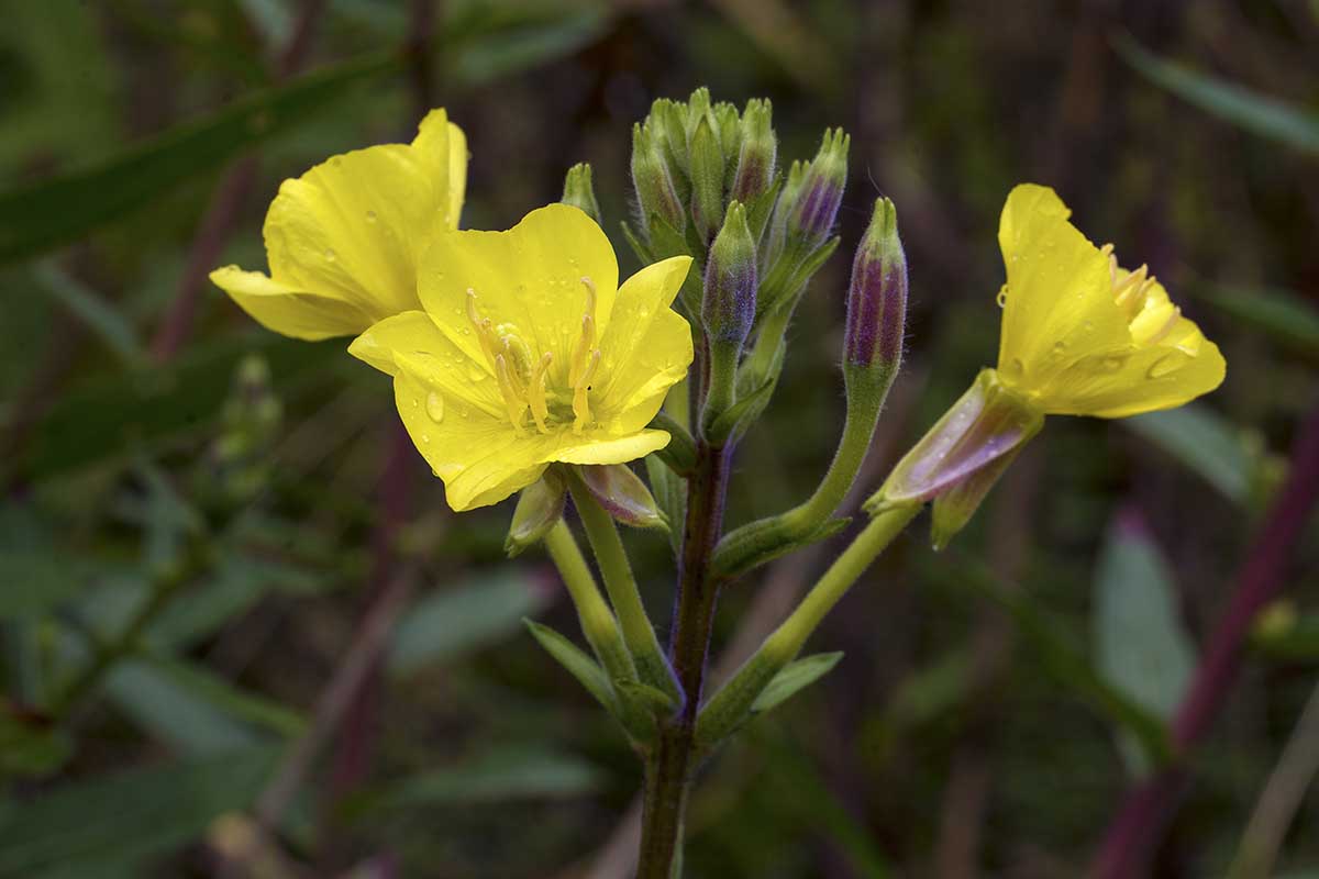 A close up horizontal image of common evening primrose (Oenothera) growing in the garden pictured on a soft focus background.