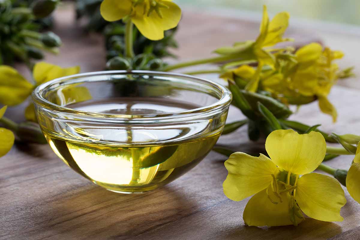 A horizontal image of a glass bowl of evening primrose oil with flowers scattered around it on a wooden surface.