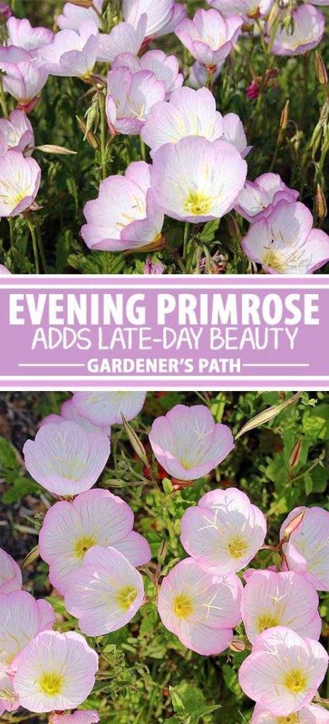 A collage of photos showing different views of delicate white and pink evening primrose blooms.