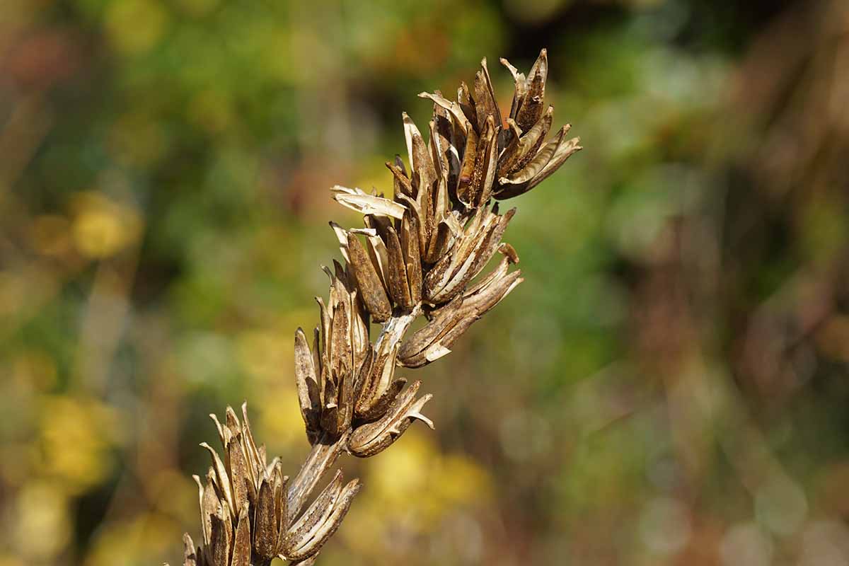 A close up horizontal image of common Oenothera seed heads pictured in bright sunshine on a soft focus background.