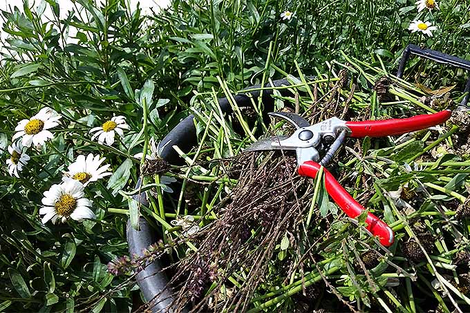 Expert Guide to Fall and Spring Perennial Cutbacks and Pruning | GardenersPath.com