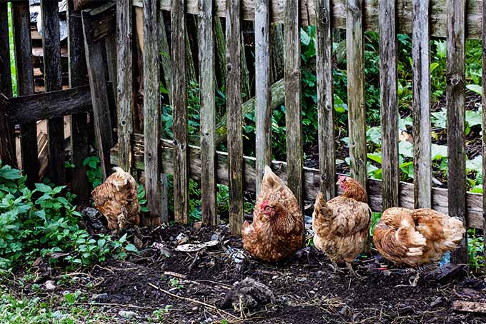 Learn about whether you should fence your chickens in or let them roam in your garden | Gardener's Path