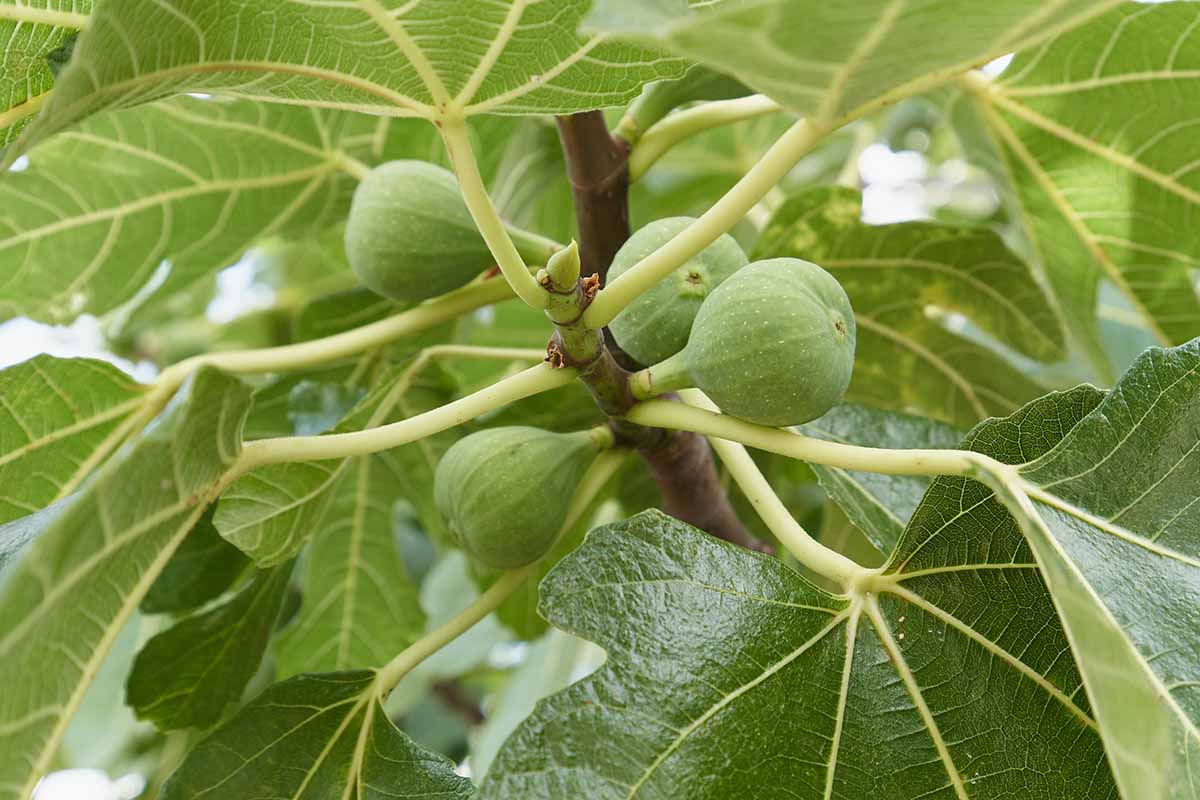 A close up horizontal image of unripe figs growing in the garden.