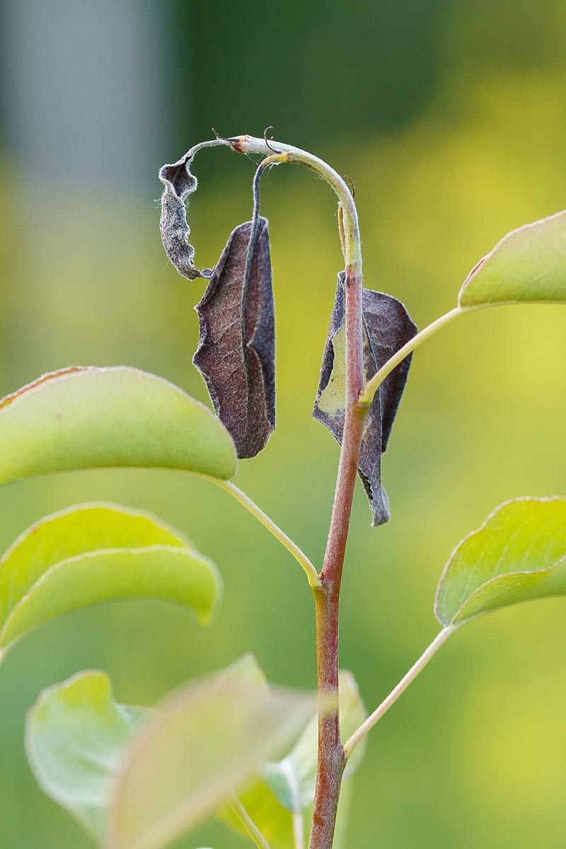 A close up vertical image of foliage killed off by fireblight pictured on a soft focus background.