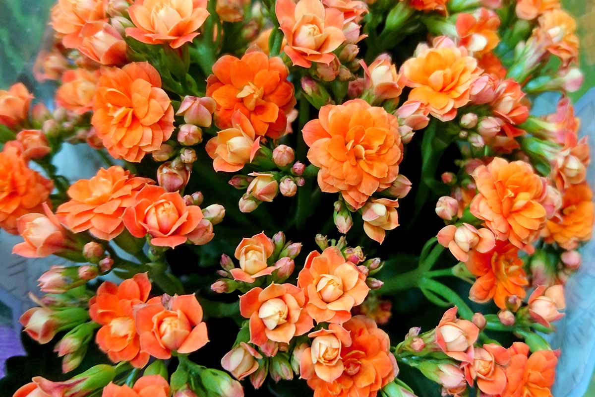 A close up horizontal image of bright orange flowers and buds of a flaming Katy (Kalanchoe blossfeldiana) plant growing indoors.