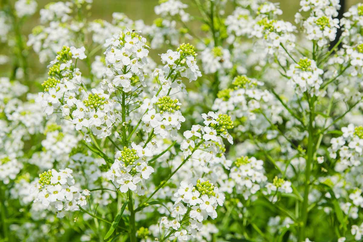 A horizontal image of the small white flowers of horseradish (Armoracia rusticana) plants growing in the garden.