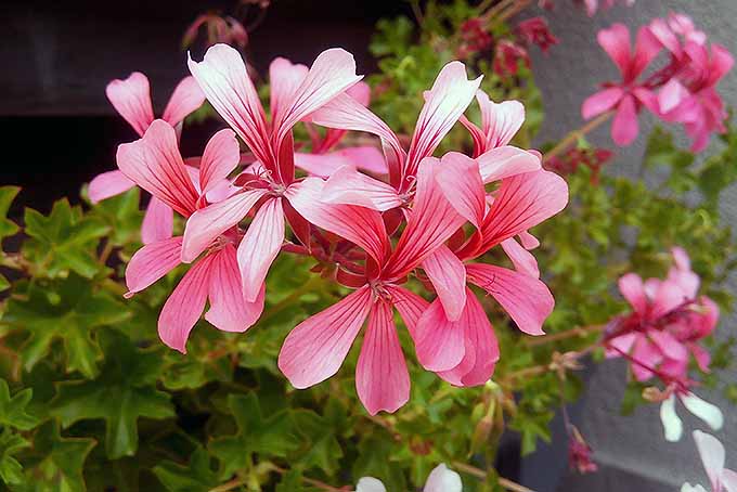 A cluster of bright pink flowers are in full bloom and reaching out and away from the leaves of a Pelargonium peltatum plant. More of the blossoms can be seen in the background.