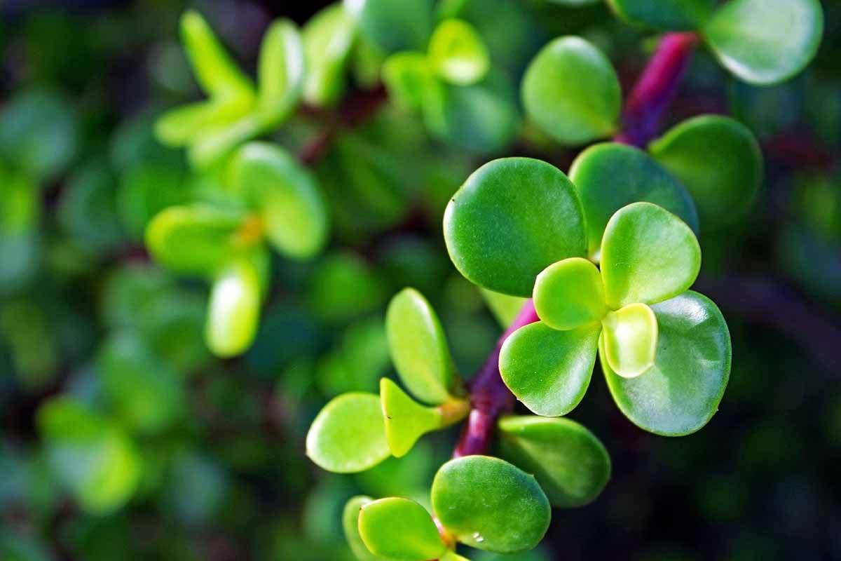 A close up horizontal image of the succulent green foliage of Portulacaria afra aka elephant bush or dwarf jade pictured on a soft focus background.