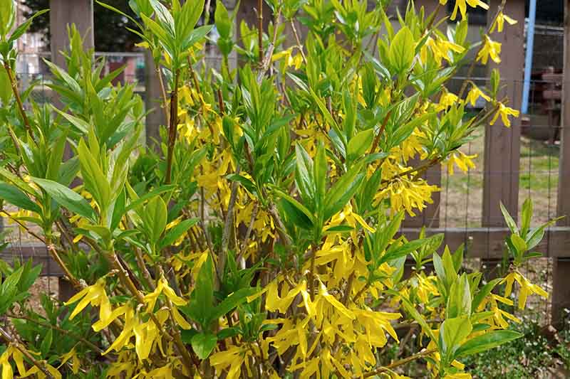A close up of a forsythia shrub with fresh green foliage and bright yellow blooms, growing in the garden, with a fence in soft focus in the background.