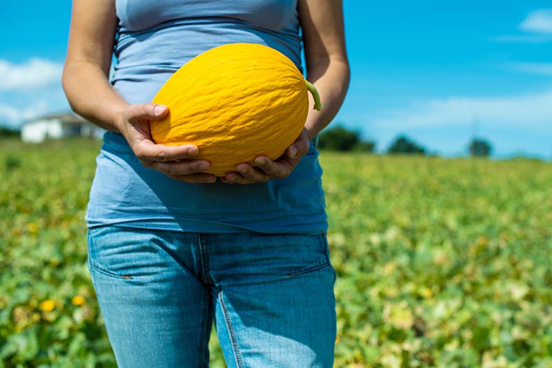 A horizontal image of a woman holding a freshly harvested canary melon with a field and blue sky in the background.