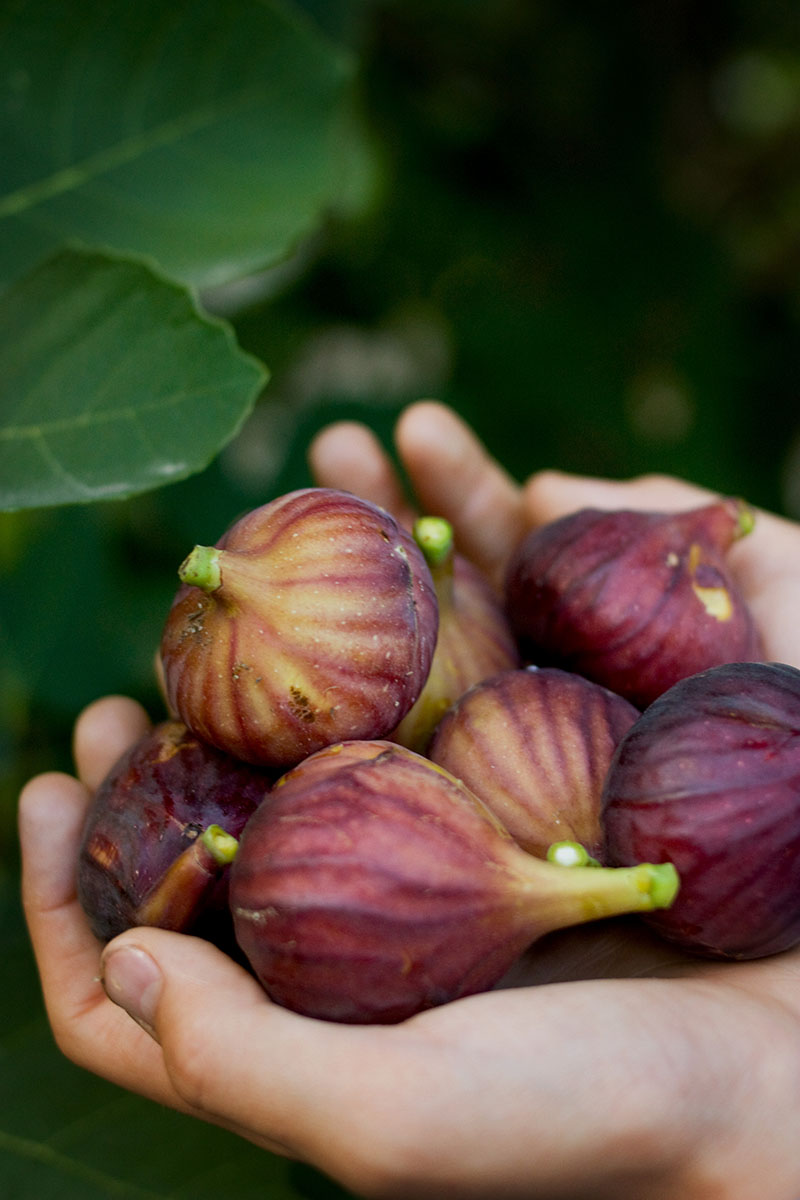 A close up vertical image of freshly harvested figs in the palms of two hands pictured on a soft focus background.
