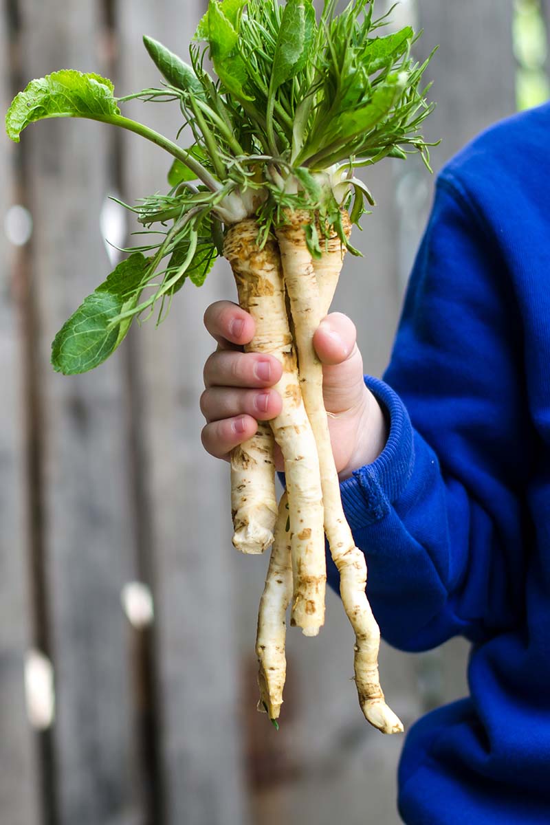 A close up vertical image of a child holding a bunch of freshly harvested and cleaned horseradish roots.