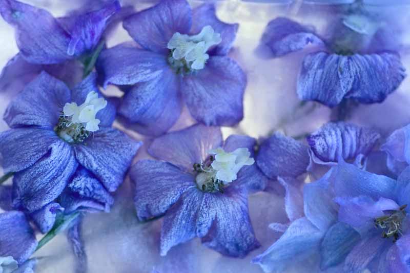 A close up horizontal image of blue delphinium flowers covered in ice during the winter pictured on a soft focus background.
