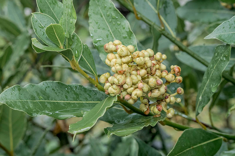 A close up of a bay leaf tree with bright green leaves and fruit developing, with water droplets covering the foliage, pictured on a soft focus background.