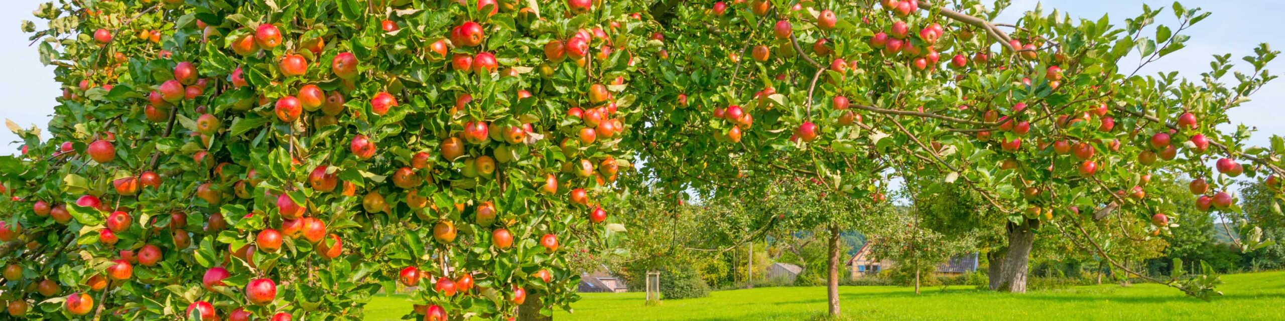 Apple trees with ripe fruit in a grassy orchard.