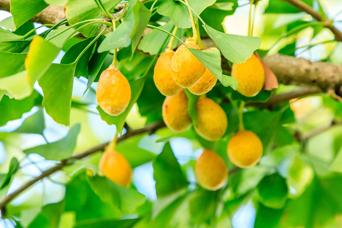 A close up horizontal image of yellow fruits hanging from a female ginkgo tree.