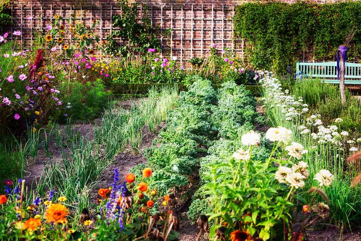 A garden scene showing rows of vegetables, flowers, and perennial borders, pictured in bright sunshine.