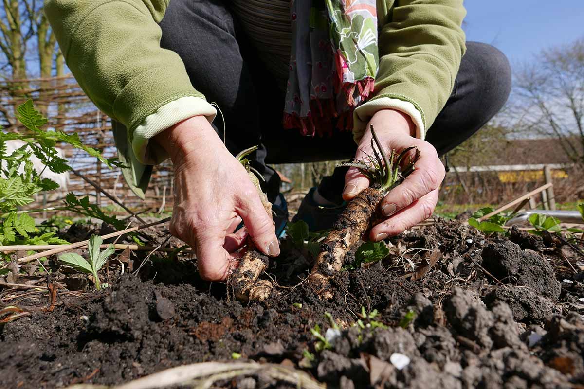 A close up horizontal image of a gardener digging horseradish roots out of the ground.