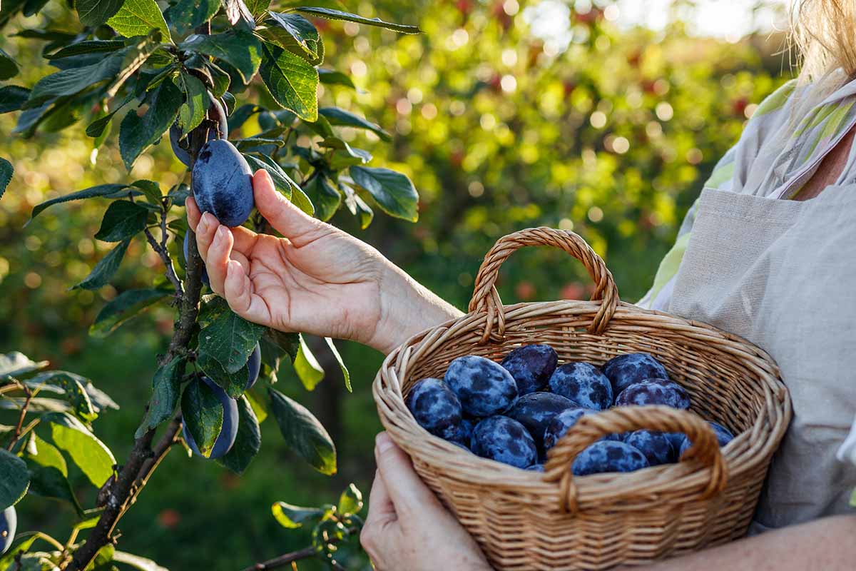 A close up horizontal image of a gardener harvesting ripe plums from a tree in the garden and setting them into a wicker basket.