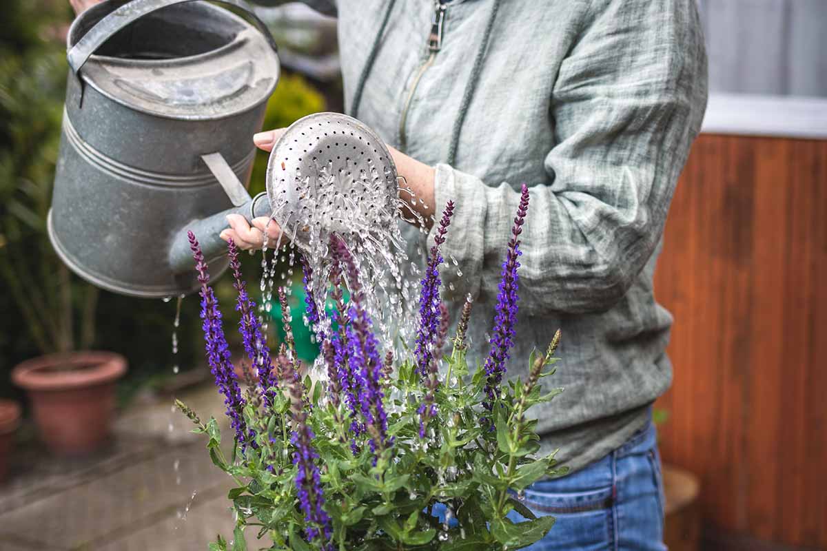A close up horizontal image of a gardener using a watering can to water a potted plant on a patio.